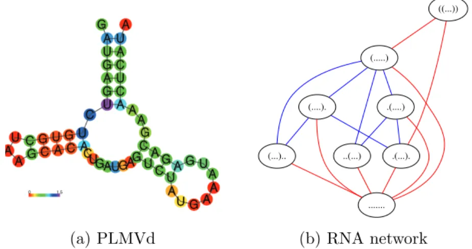 Figure 1: (a) Consensus secondary structure of the type III hammerhead ribozyme from Peach Latent Mosaic Viroid (PLMVd) AJ005312.1/282-335 (isolate LS35, variant ls16b), taken from Rfam Gardner et al