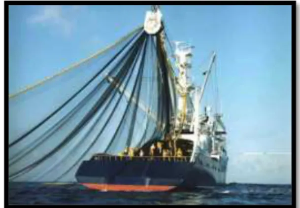 Figure 4:Le trévignon de la compagnie française du thon océanique à l'océan indien