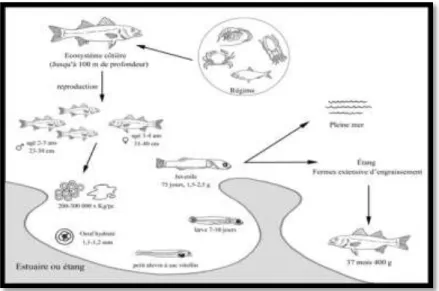 Figure 24: Schéma expliquant les étapes d'élevage de poisson 