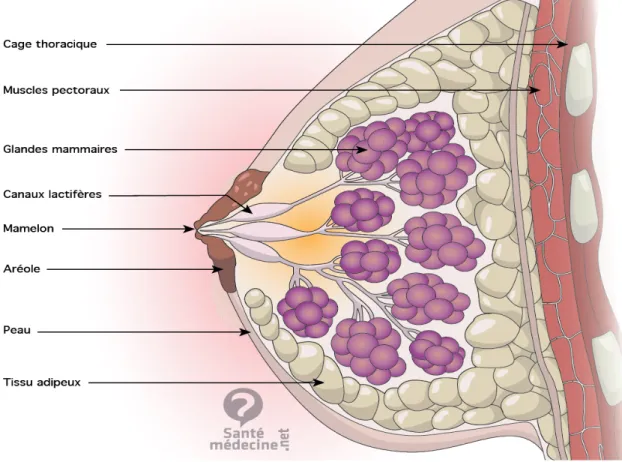 Figure 1 : Structure du sein (glande mammaire) [1]. 