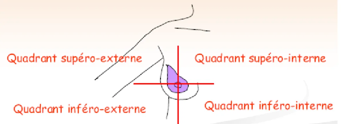 Figure 3 : Les quatre secteurs du sein 