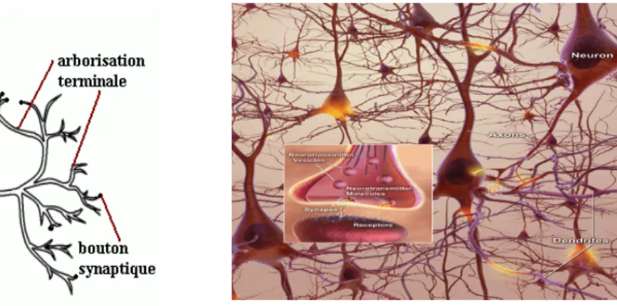 Fig II.1 :  Un neurone biologique Fig II.2: Un système nerveux