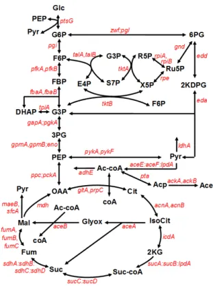 Figure 8: Scheme of Escherichia coli central carbon metabolism (Berthoumieux et al., 2011)