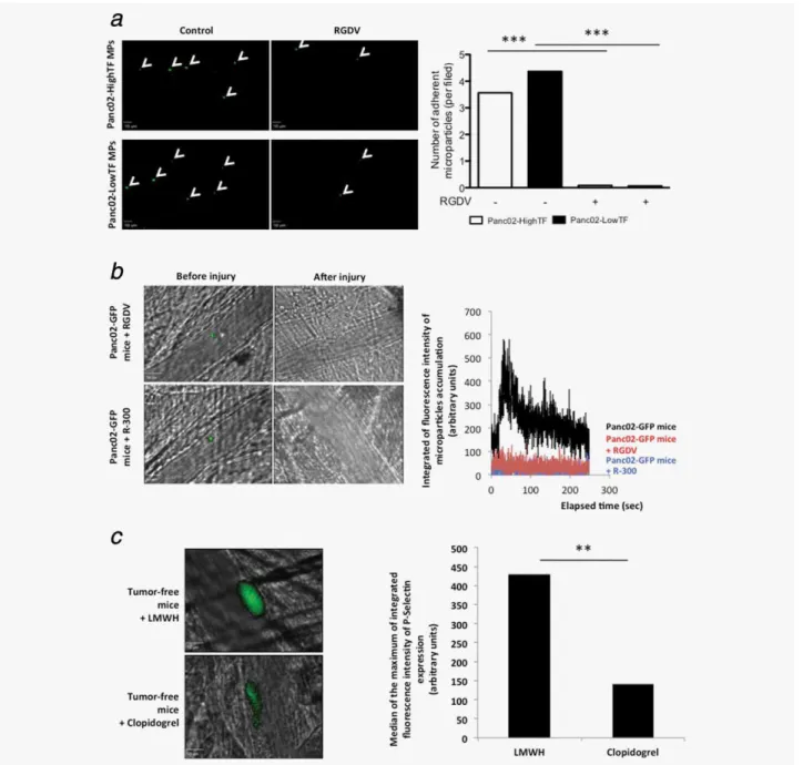 Figure 5. Panc02-derived microparticles bind to fibrinogen and platelets in vitro and in vivo