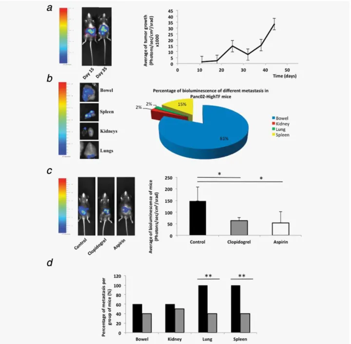 Figure 7. Quantification of tumor growth and metastasis generation in a syngeneic orthotopic model of pancreatic cancer with or without Clopidogrel or Aspirin treatment