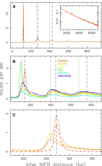 FIGURE 2 Distribution of border-to-border interdistances between successive NIEBs in the autosomes of size > 10 Mb of human (red), mouse (orange), cow (yellow), pig (green), chicken (blue), and zebrafish (purple) (Table 1)