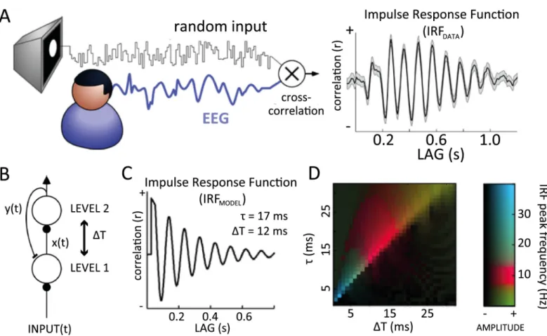 Fig 1. Alpha-band oscillations in human IRF and in a predictive coding model. (A) Cross-correlating the white-noise sequence of a stimulus with simultaneously recorded EEG produces an IRF, which reverberates at 10 Hz for several successive cycles (1 repres