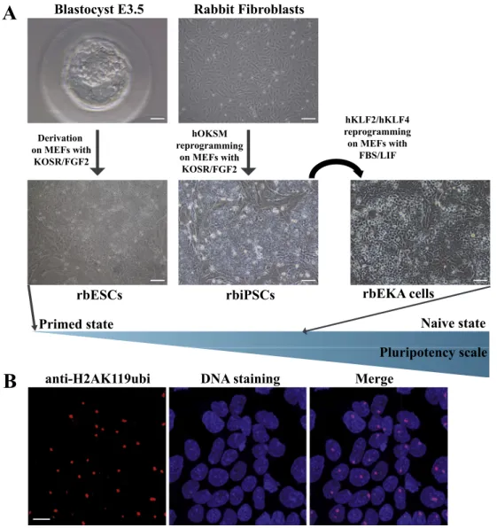 Fig. 1. Rabbit pluripotent stem cells. A) Morphology, derivation or reprogramming methods, growth factor used, and  plur-ipotency state of rabbit ESCs [17], rabbit iPSCs [17] and rbEKA cells [40].