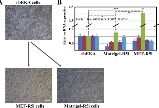 Fig. 2. Reprogramming of rbEKA cells toward the naive state of pluripotency (personal  un-published data)