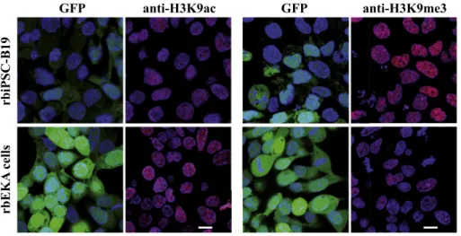 Fig. 3. Epigenetic status of rabbit induced plur- plur-ipotent stem cells. Analysis of conventional  (rbiPSC-B19) and reprogrammed (rbEKA) rbiPSCs expressing the GFP from ETn promoter and mOCT4 distal  en-hancer (EOS lentiviral vector [68]) [40]