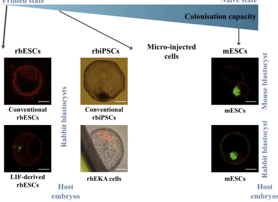 Fig. 5. Early rabbit embryonic development and corresponding putative pluripotent states in vivo