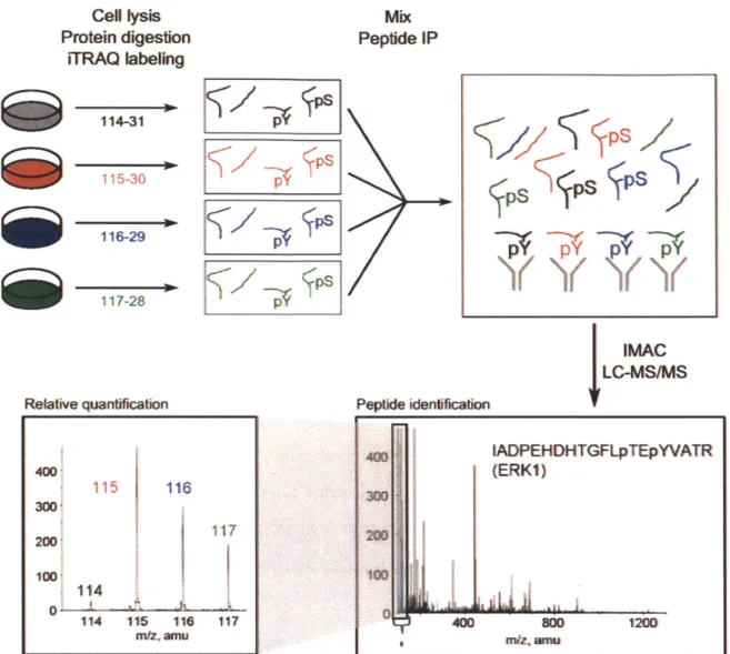 Figure  1-2:  Work  flow  of MS-based  phosphoproteomic  experiment  for  quantifying  relative tyrosine  phosphorylated  peptides across  multiple conditions