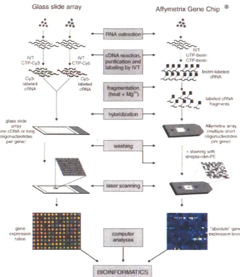 Figure  1-3:  Procedure  of  mRNA  expression  profiling  on  DNA  microarrays.  There  are  two major  technical  platforms