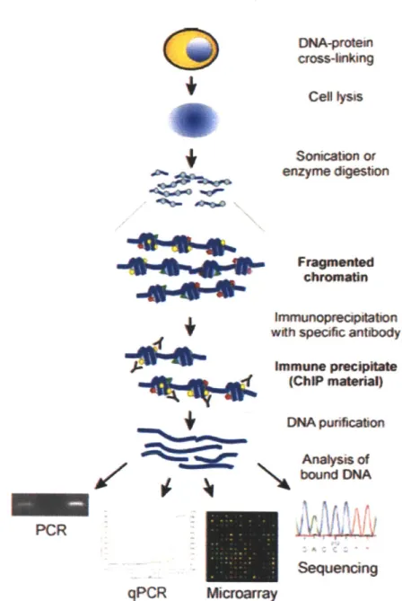 Figure  1-4:  Overview  of ChIP procedure  for locating  binding sites  of specific  proteins  in the genome