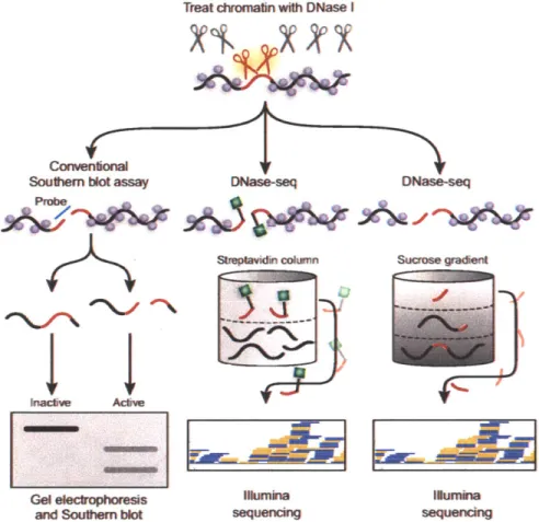 Figure  1-5:  Methods for detecting DNaseI  hypersensitive regions.  Purified  nuclei are treated with  DNaseI  enzyme for  a  short  time  so only  the  most  sensitive  regions  are cleaved  by the enzyme  ("hypersensitive"),  and  the cleaved  f