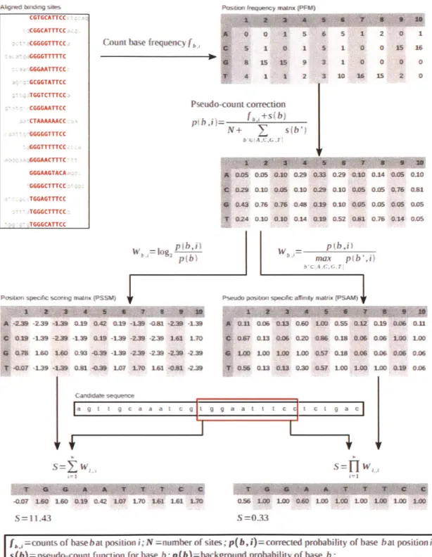 Figure  1-6:  Computational  representation  and  discovery  of  transcription  factor  binding sites,  with  an  example  of  the  human  REL  protein  binding  profile  (JASPAR  MA0101.1, curated  from  Kunsch  et  al.,  1992)  and  NF-KB  binding  site 