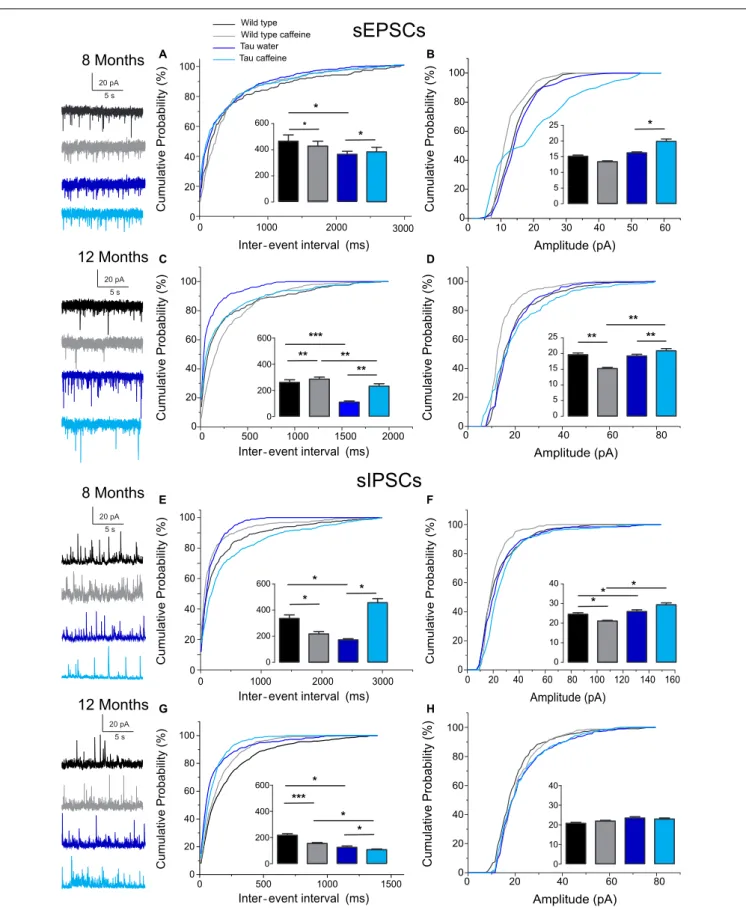 FIGURE 1 | Investigation of chronic caffeine exposure on spontaneous glutamatergic and GABAergic in vitro activities in 8 and 12 month-old Wild type and Tau mice