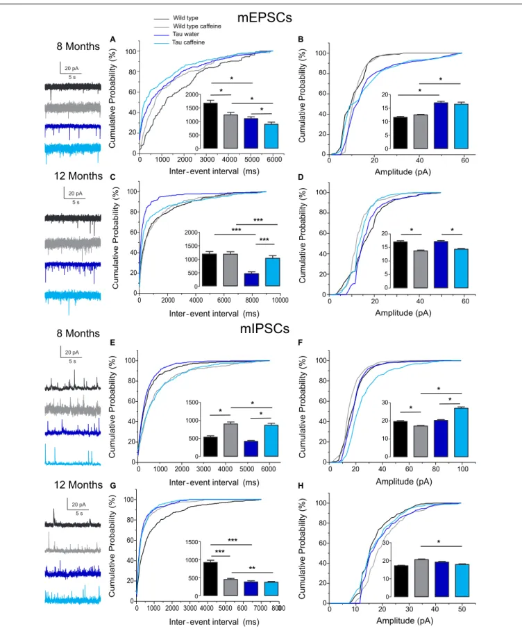 FIGURE 2 | Investigation of chronic caffeine exposure on miniature glutamatergic and GABAergic in vitro activities in 8 and 12 month-old Wild type and Tau mice.