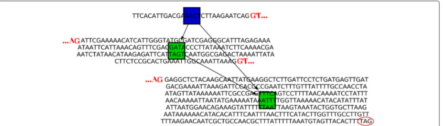 Figure 4 Drosophila exon. Visualization of M APSEMBLER results on a drosophila read data set