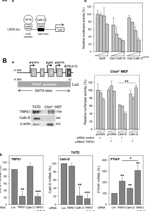 Figure 7: Transcription repression by TRPS1 and Cath-D.  A. Transcription repression by Cath-D Panel a: Diagram of the L8G5-Luc  reporter gene containing the LexA operator sequence and Gal4 binding sites