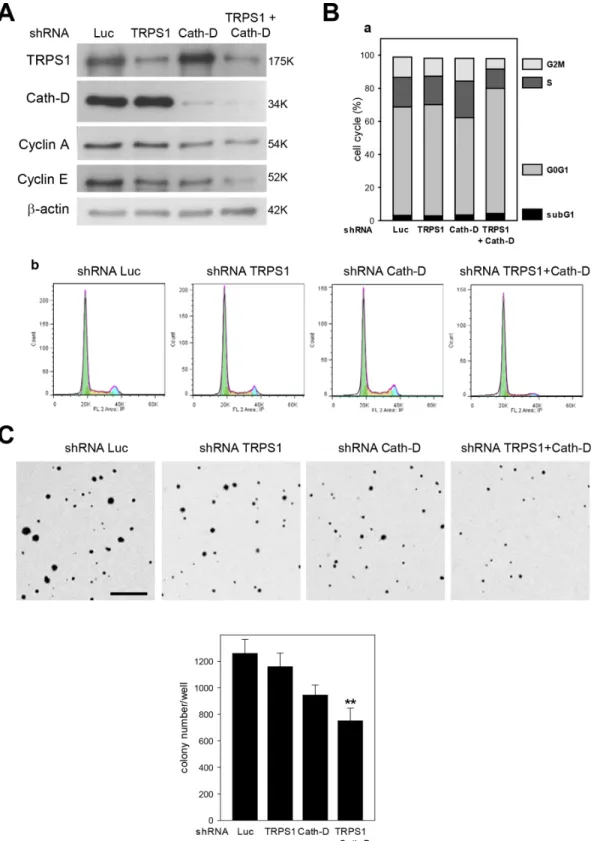 Figure 9: Cath-D/TRPS1 dual silencing inhibits cell cycle progression and cell transformation