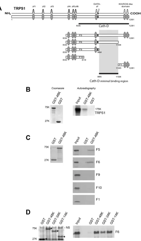 Figure 1: Cath-D binds to TRPS1 in vitro.  A. TRPS1 minimal region required for binding to Cath-D