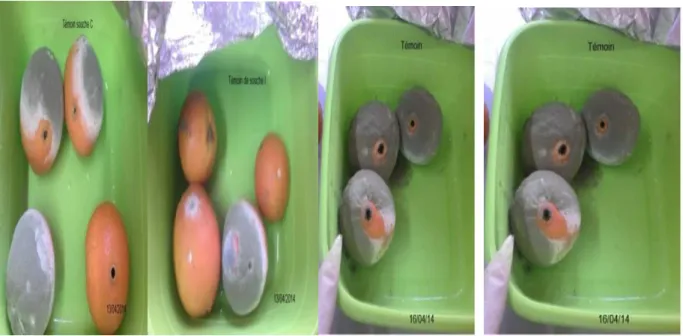 Figure  8 :  Oranges  pourris  non  traitées  par  l’hydrolat  de  Centaurea  acaulis  après  l'inoculation par les pathogènes   
