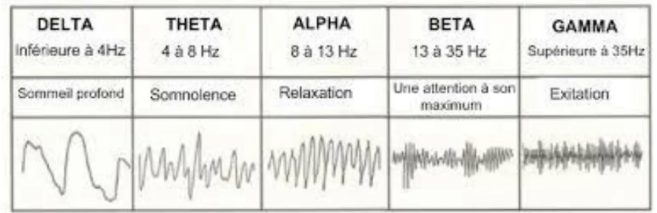 Figure 1.5 : Rythmes corticaux 