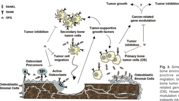 Fig. 3. Schematic presentation of the tumor bone environment. RANKL induces  RANK-positive secondary bone tumor cells migration, but not in RANK-positive primary bone tumor cells