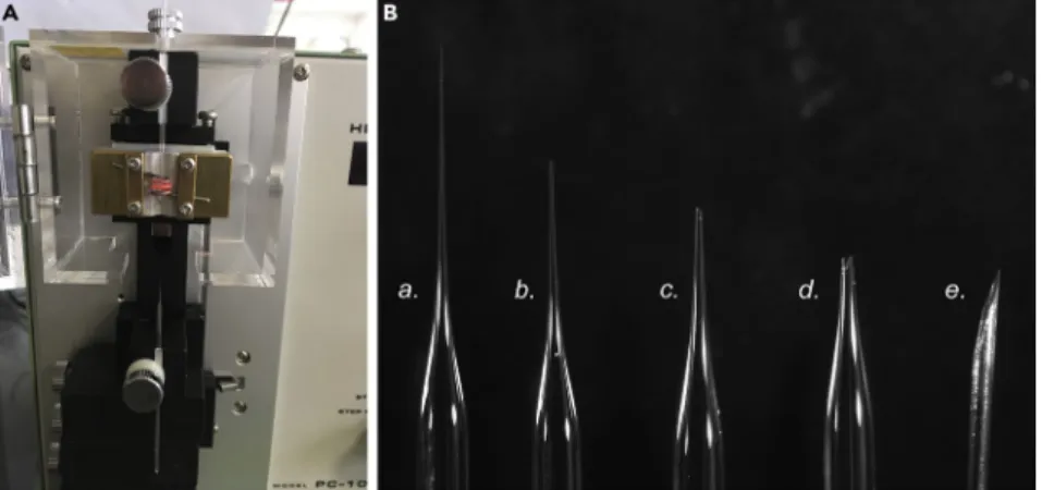 Figure 1. Preparation of Microcapillaries for Plasmid Injection
