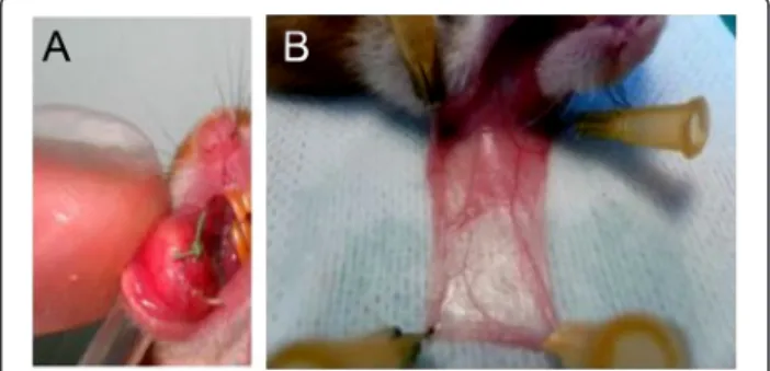 Figure 1 Hamster cheek pouch. A/ Implant sutured into the right cheek pouch. B/ Everting and spreading a healthy cheek pouch attached to support.