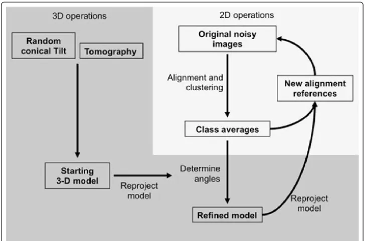 Figure 2 Schematic representation of the key steps in the analysis of single particle images.