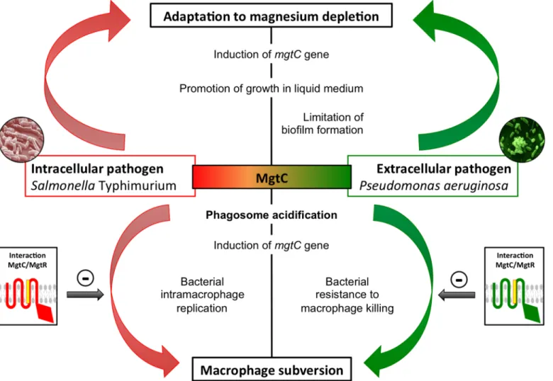 Fig 9. Role of MgtC in intracellular and extracellular pathogens. MgtC is involved in adaptation to magnesium deprivation and macrophage subversion both in intracellular and extracellular pathogens