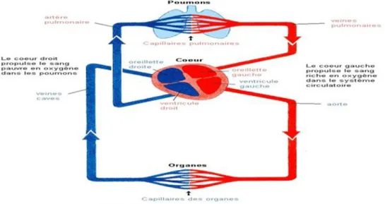 Figure I.9 : La circulation sanguine. [7] 