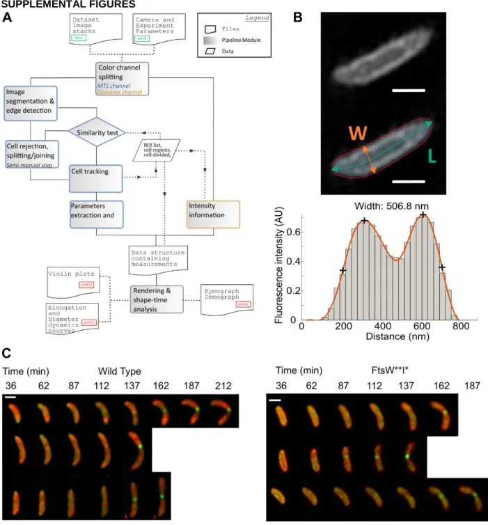 Figure S1. Image analysis pipeline, Related to Figure 1. 