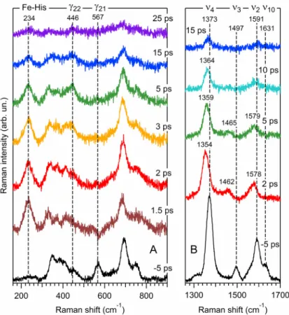 Fig. 7. TR 3  Raman spectra of nitrosylated ferrous Cyt c, at different time delays between pump and  probe pulses