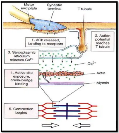 Figure I.7 : génération de potentiel d’action [13]