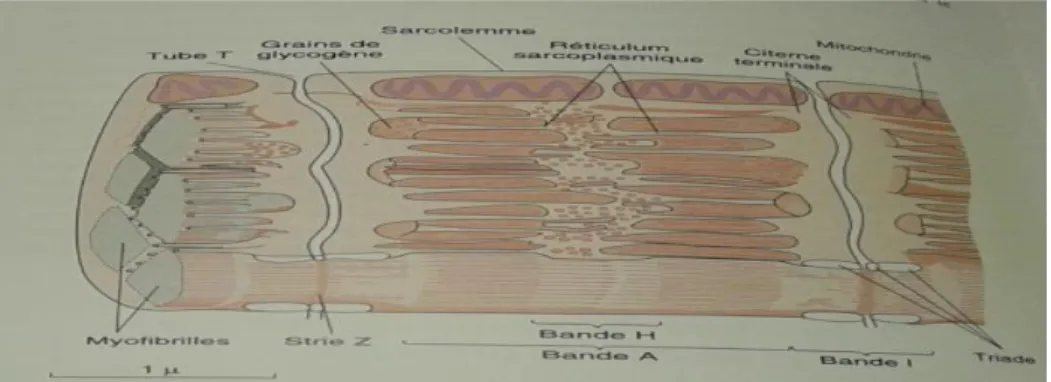 Figure I.4 : muscle lisse [1] 