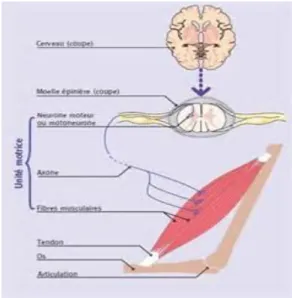 Figure  I.8 :  L’innervation  des  muscles  Squelettiques [17] 