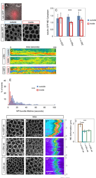 Fig. 4. Cytoplasmic Dynein bundles microtubules (MTs) at the Drosophila  nuclear envelope (NE)