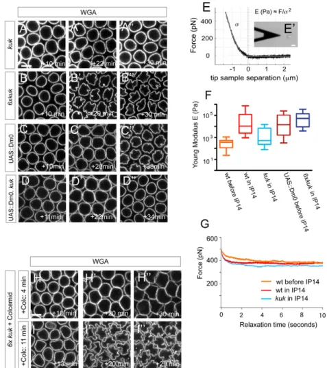 Fig. 5. The farnesylated protein Kuk mediates microtubule (MT)-induced nuclear deformation in  Drosophila 