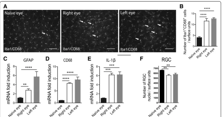 Fig. 8 Unilateral TNF α injection induces visual defect, inflammation, and p-p38 pathway activation in both SCs