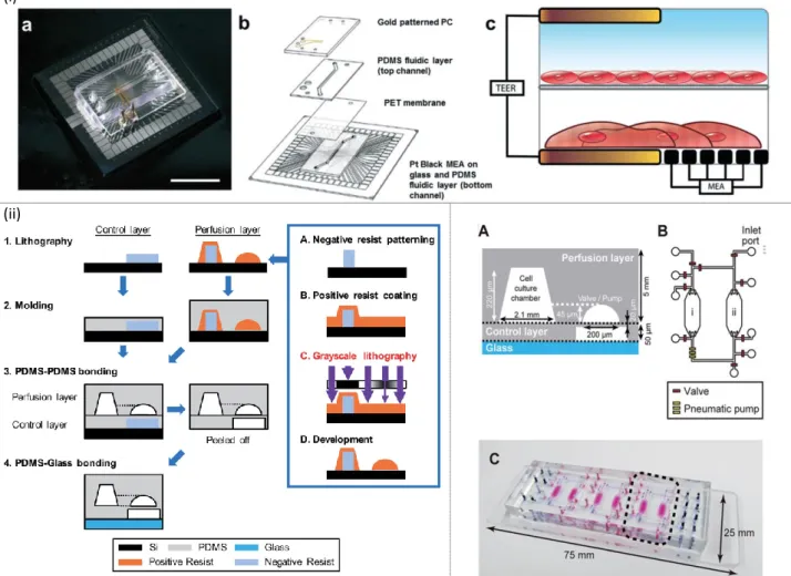 Figure  9.  Cardiac-other  tissues  co-culture  systems:  (i)  Integrated  TEER–MEA  microfluidic  chip  for  the  simultaneous  recording of cellular electrical activity and tissue barrier function, reprinted with permission from [176]
