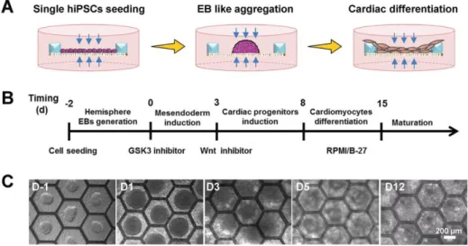 Figure  2.  Cardiac  differentiation  of  hiPSCs  on  patch  consisted  of  a  monolayer  of  electrospun  gelatin  nanofibers  in  a  honeycomb fabricated PEGDA frame