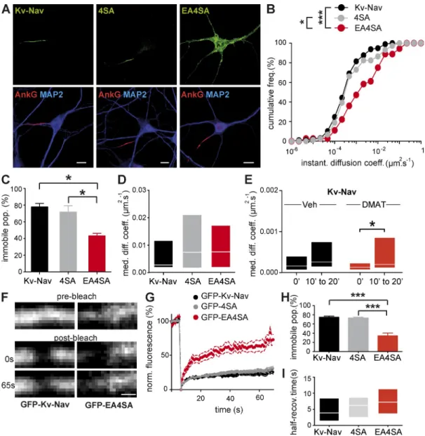 Figure 6.  Interaction with ankG restricts Kv-Nav diffusion at the AIS of mature neurons
