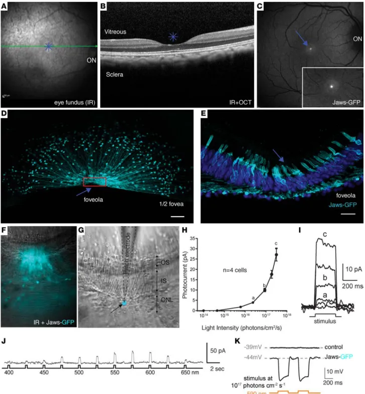 Figure 5. Optogenetic activation of foveal cones using AAV2-7m8-PR1.7-Jaws-GFP. (A) Infrared eye fundus image and (B) optical coherence tomogra- tomogra-phy (OCT) image of the eye injected intravitreally with AAV2-7m8-PR1.7-Jaws-GFP (n = 1, 1 × 10 11  vg a