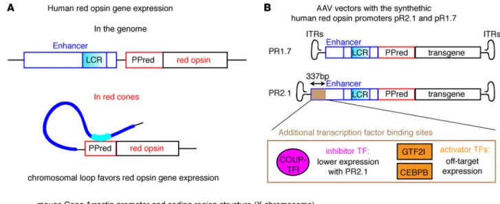 Figure 2. Model for the regulation of transgene expression under the control of PR2.1 and PR1.7 synthetic promoters and mouse cone arrestin (mCAR)  promoter