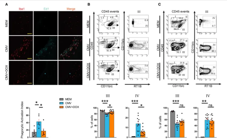 FIGURE 4 | CMV infection of the embryonic rat brain leads to altered microglia phenotype, which is rescued by maternal feeding with doxycycline throughout pregnancy