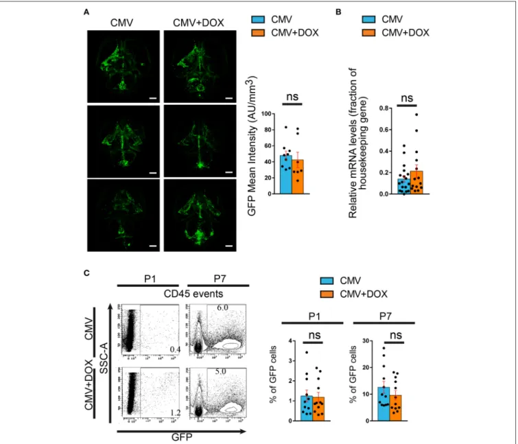 FIGURE 5 | Maternal feeding with doxycycline throughout pregnancy does not impact rat CMV infection of the brain