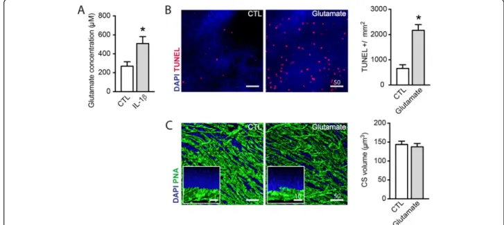 Fig. 2 IL-1 β increases extracellular glutamate concentration that can induce rod photoreceptor degeneration similar to IL-1 β 